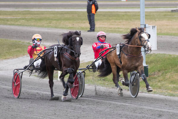 Spennende stallduell mellom to flotte debutanter
