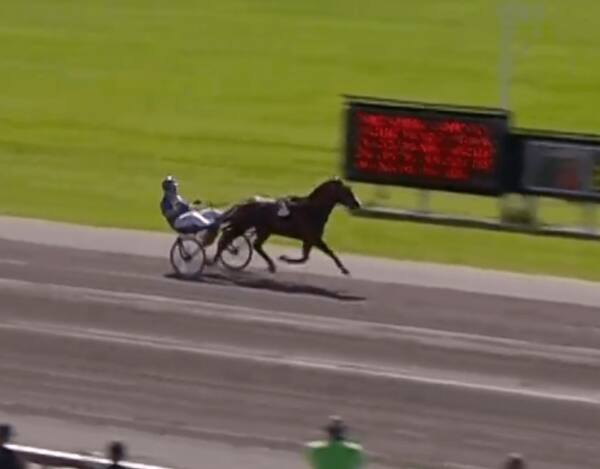 Seier til Prins Villiam og Kong CK – High Flyer positiv i årsdebuten